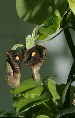 Kokornak (Aristolochia) kwiaty
