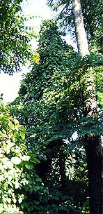 Kokornak (Aristolochia) na drzewie