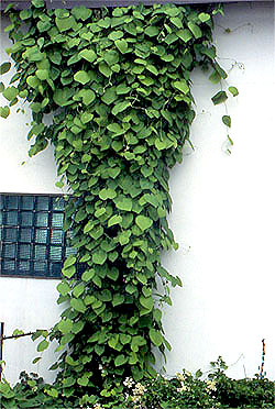 Kokornak (Aristolochia)