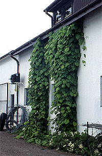 Kokornak (Aristolochia) na ścianie