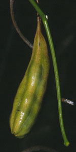 Kokornak (Aristolochia) owoc