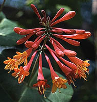 lonicera blanche sandman kwiaty