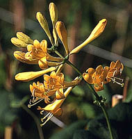 lonicera brownii Golden Trumpet kwiaty