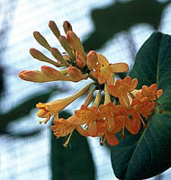 lonicera brownii Golden Trumpet kwiaty