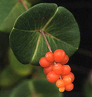lonicera brownii dropmore scarlet owoce
