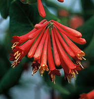 ph art0408 lonicera brownii fuksioides kwiaty