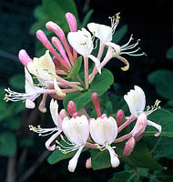 lonicera caprifolium Inga kwiaty