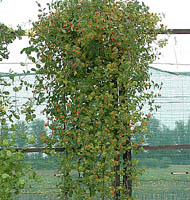 lonicera caprifolium Inga maczniak