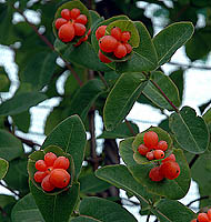 lonicera caprifolium Inga owoce