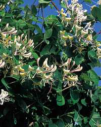 lonicera caprifolium kwiaty