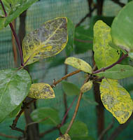 lonicera caprifolium maczniak liscie