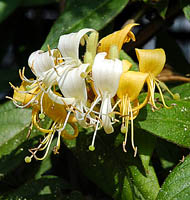 lonicera giraldii kwiaty