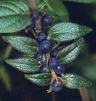 lonicera giraldii owoce