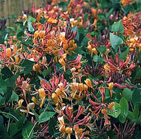 ph art0408 lonicera heckrottii Goldflame2