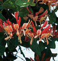 lonicera heckrottii Goldflame kwiaty