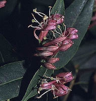 lonicera henryi kwiaty