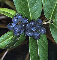 lonicera henryi owoce