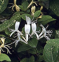 ph art0408 lonicera japonica Aureoreticulata kwiaty