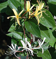 ph art0408 lonicera japonica Purpurea kwiaty