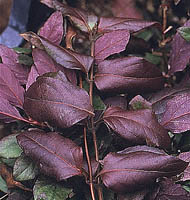 lonicera japonica Purpurea liscie