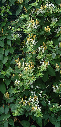 ph art0408 lonicera japonica halliana krzak