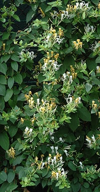 lonicera japonica halliana krzak