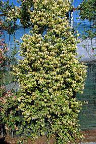 lonicera japonica halliana krzak