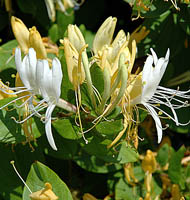 lonicera japonica halliana kwiaty
