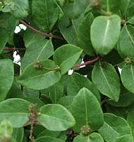 lonicera periclimenum graham thomas liscie