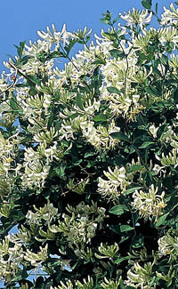 lonicera periclymenum Graham Thomas krzak