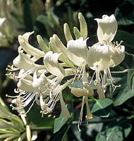 lonicera periclymenum Graham Thomas kwiaty