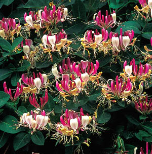 lonicera periclymenum kwiaty