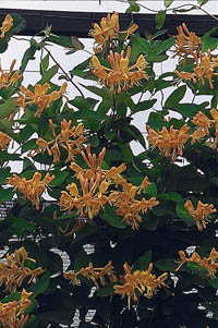 ph art0408 lonicera tellmaniana