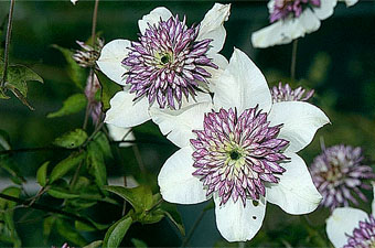 clematis florida