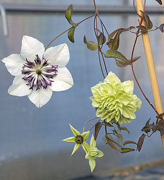 clematis florida