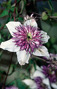 clematis florida