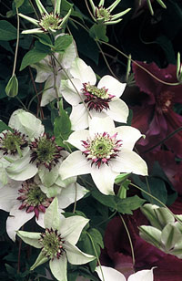 clematis florida