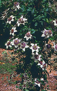 clematis florida