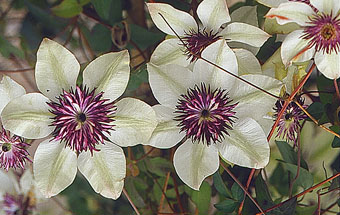 clematis florida