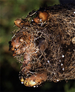 Pochrzyn chiński, batat (Dioscorea batatus) bulwy