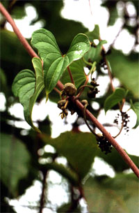 Pochrzyn chiński, batat (Dioscorea batatus) owoce