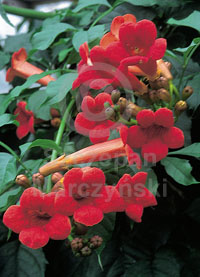 campsis radicans flamenco