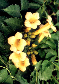 Campsis radicans 'Flava' (fot. Sz. Marczyński)