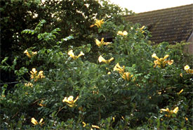 campsis radicans flava krzak