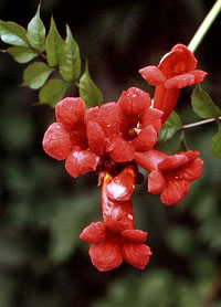 Campsis radicans 'Gabor' (fot. Sz. Marczyński)