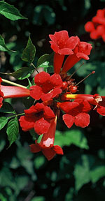 ph art0505 campsis radicans gabor2