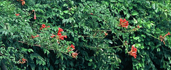 Campsis radicans 'Gabor' (fot. Sz. Marczyński)