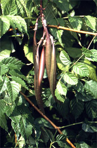 campsis radicans gabor owoce