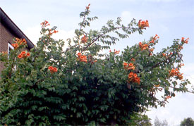 Campsis radicans (fot. Sz. Marczyński)