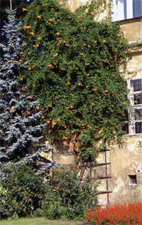 Campsis radicans 'Ursynów' - na ścianie budynku (fot. Sz. Marczyński)